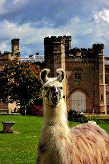 Llama at Chiddingstoen Castle. Picture: Darryl Curcher Photography