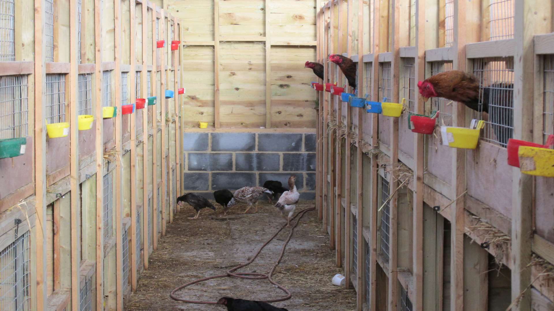 Scores of chickens were found in a raid on an Iwade farm