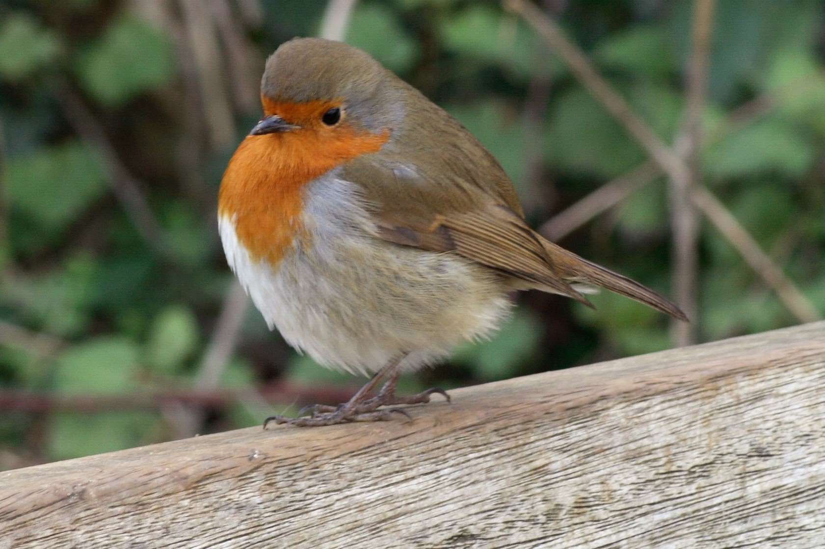 A robin on a park bench (David Hughes/PA)