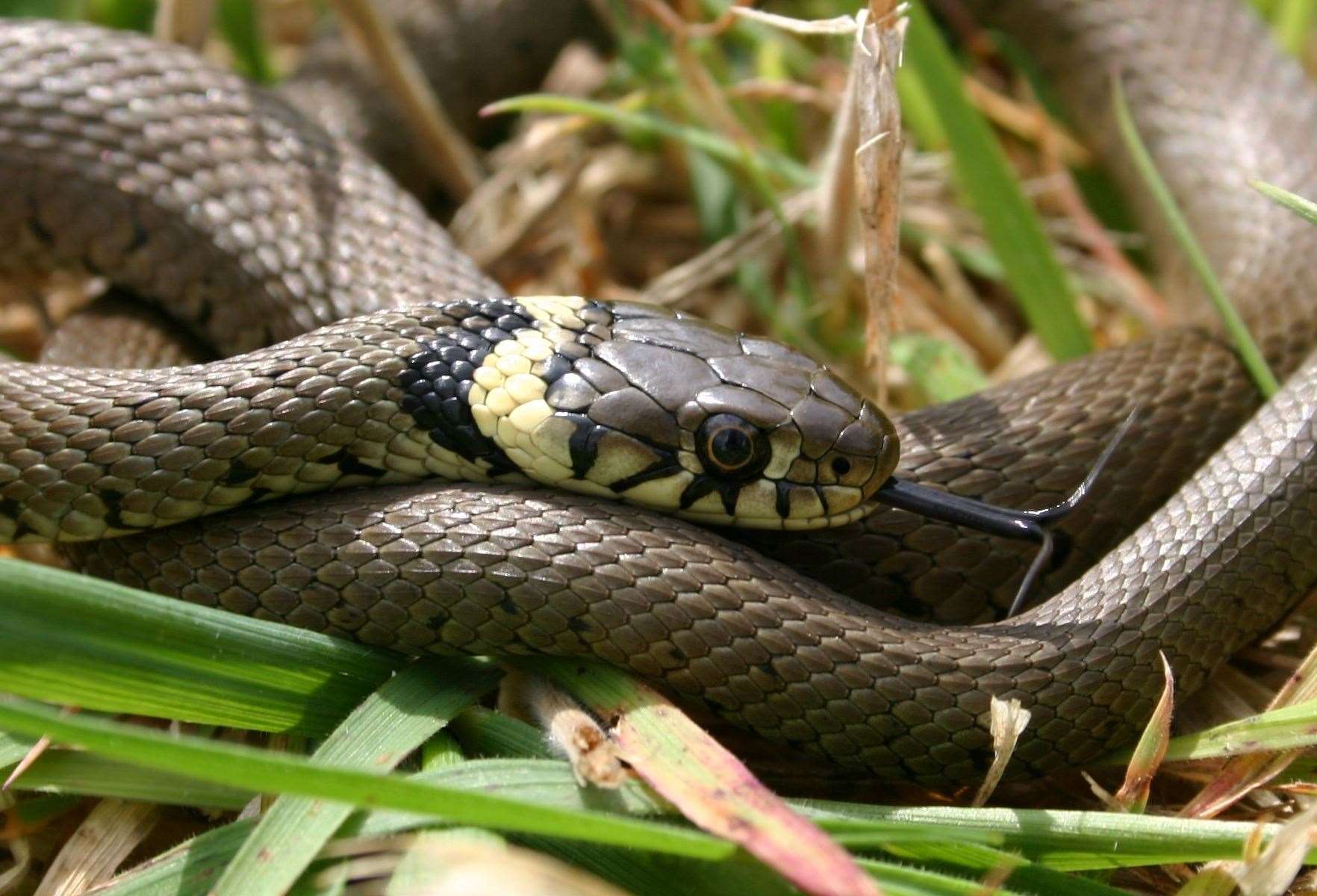 A grass snake. Pic: Kent Wildlife Trust