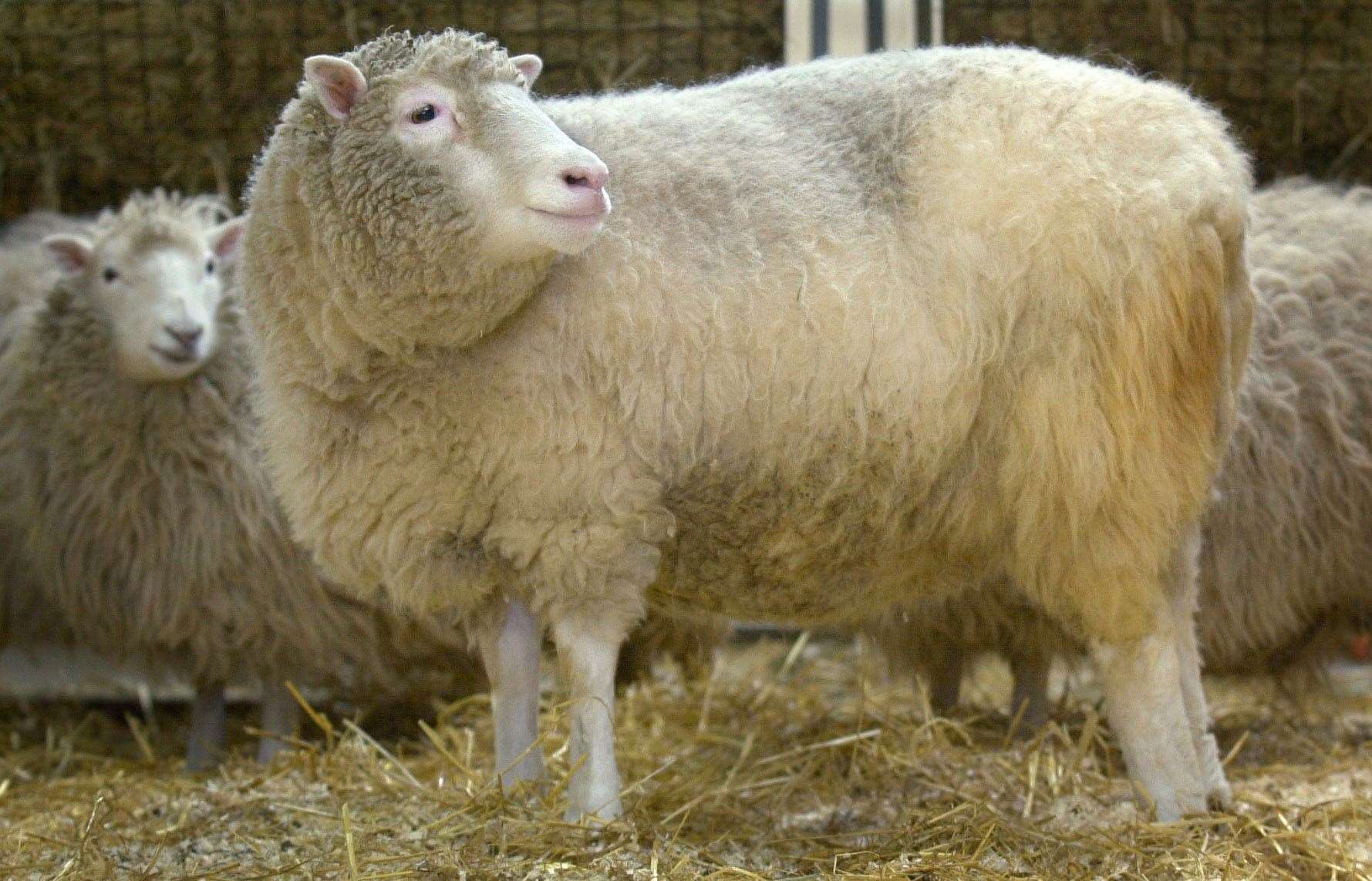 Scientist used a modified version of the same technique that was used to create Dolly the sheep, the world’s first cloned mammal(Ben Curtis/PA)