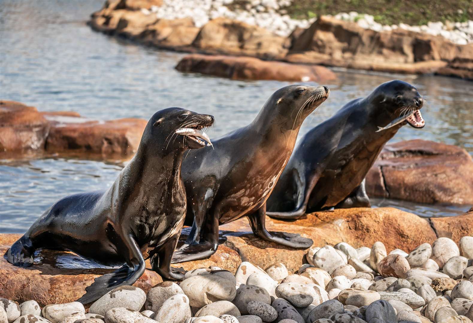 Sea lions enjoy their new £2m purpose-built complex at Yorkshire Wildlife Park in Doncaster, South Yorkshire (Danny Lawson/PA)