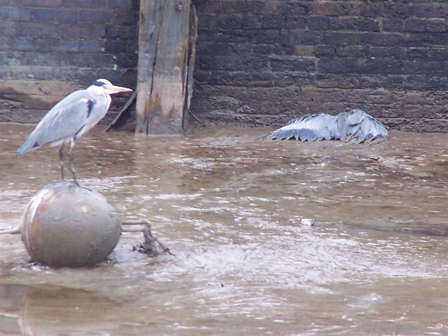 Boat owners became aware of the injured bird due to a fellow heron standing close by