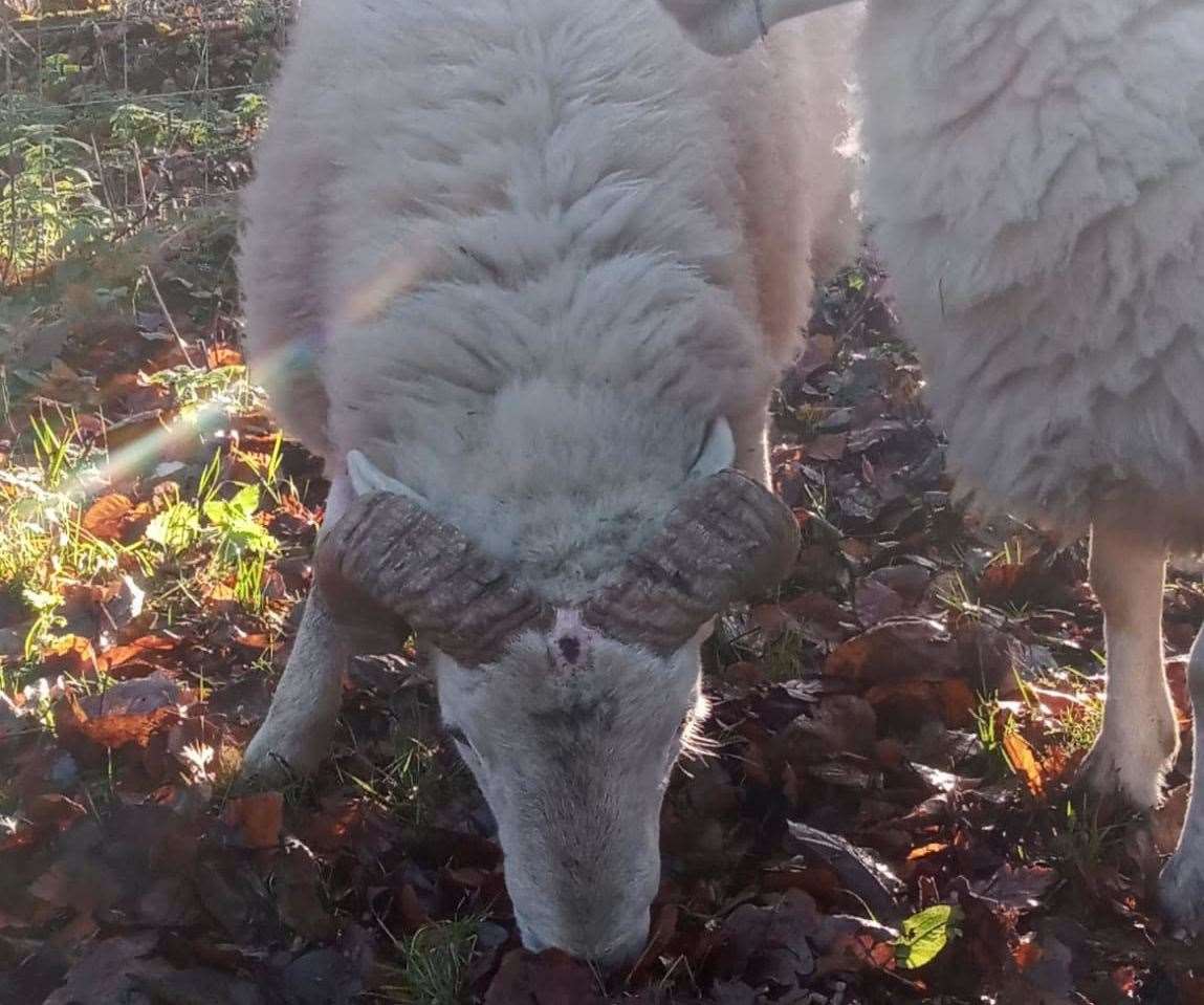 Injuries to a ram's head following the dog attack in Canterbury. Photo: Kent Wildlife Trust