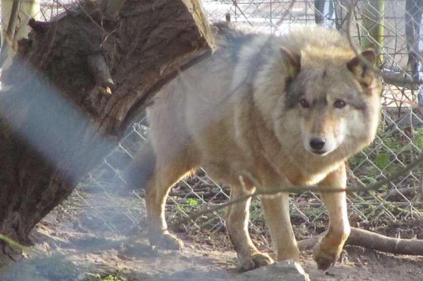 A European wolf at Wingham Wildlife Park