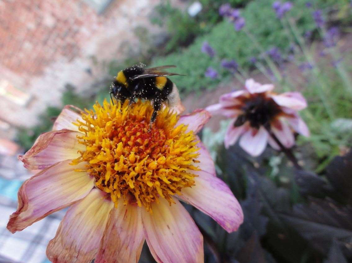 Big bumblebees take time to learn the locations of the best flowers, new research shows (Natalie Hempel de Ibarra/University of Exeter/PA)