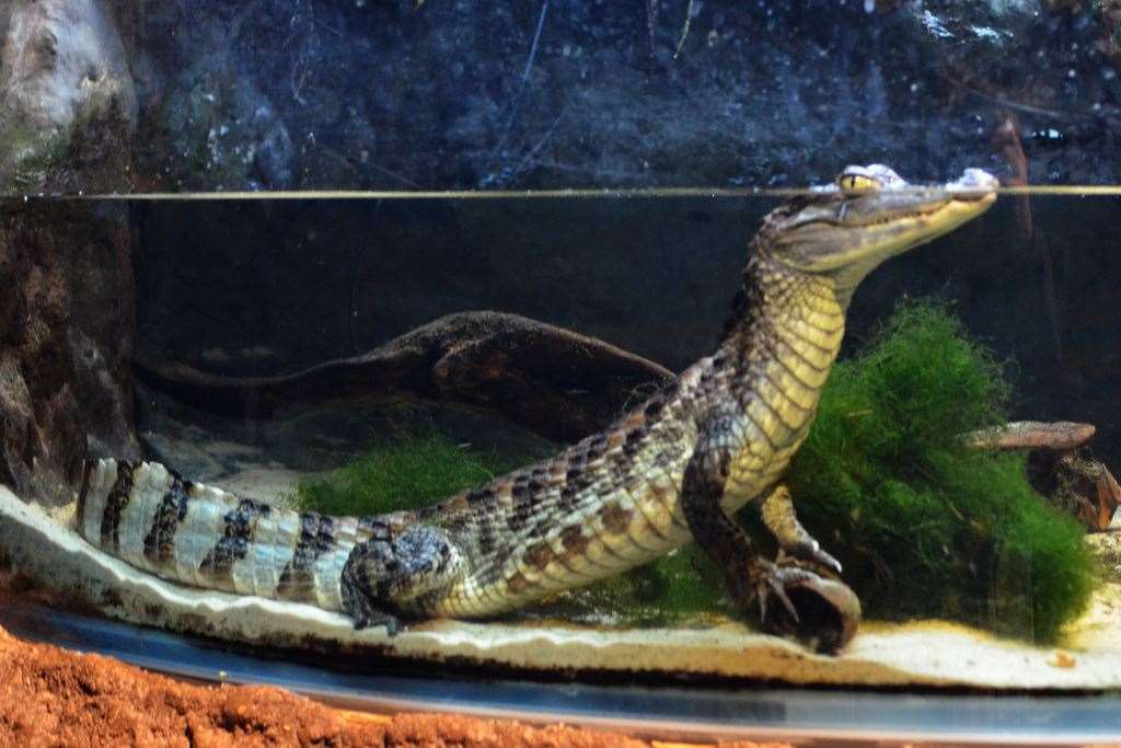 A spectacled caiman. Picture: Charles Barilleaux