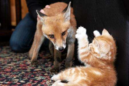 Lorraine St John, of Kent Wildlife Rescue Service, Sheerness, has a rescued fox cub which happily plays with kittens.