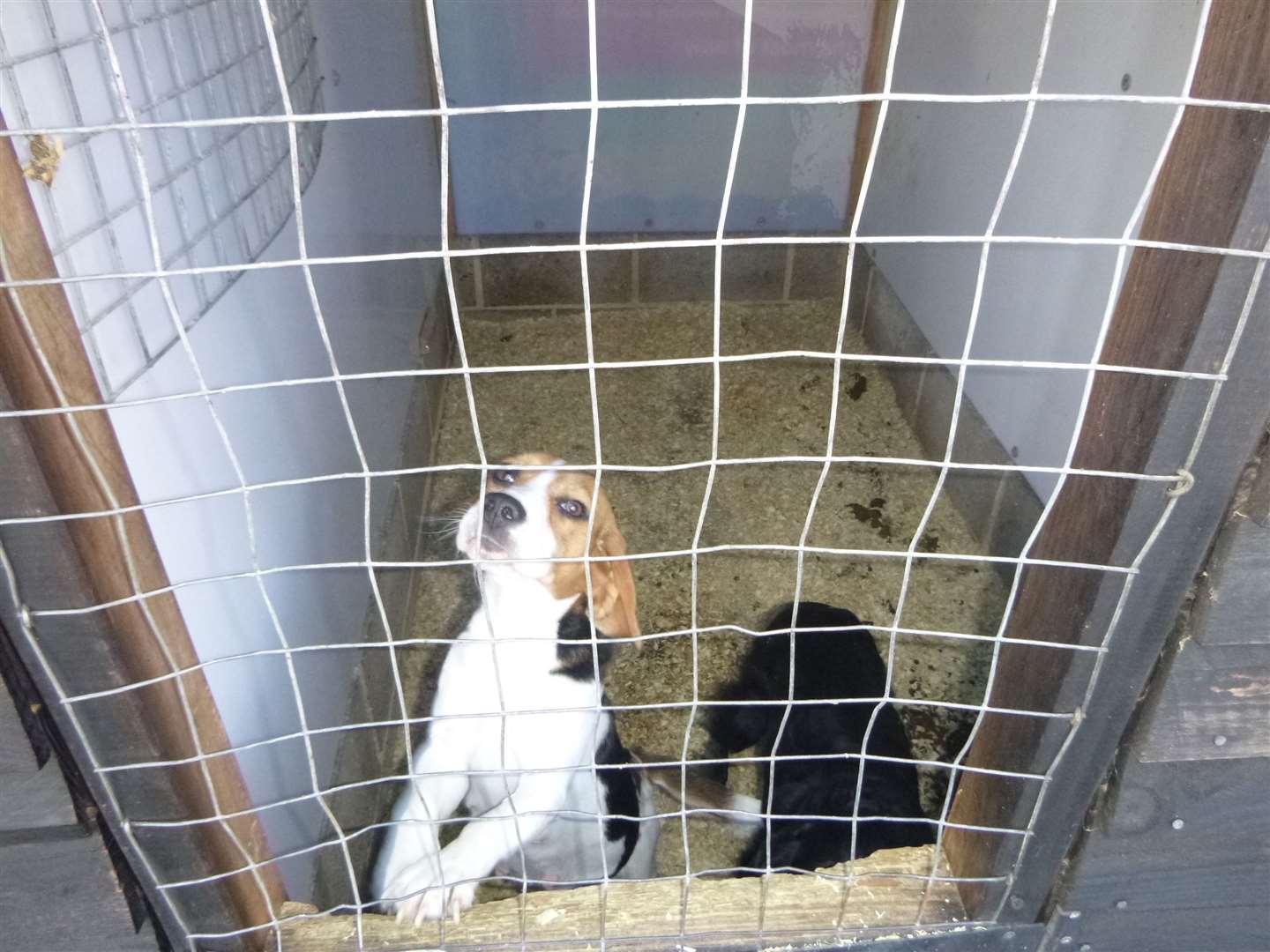 In total, 18 dogs, including spaniels, were seized from the Longfield property in 2018. Picture: RSPCA