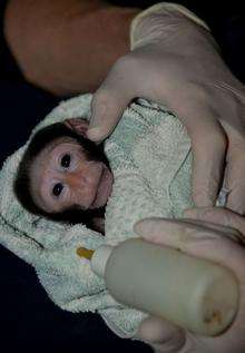 Nantu, the macaque born at Howletts