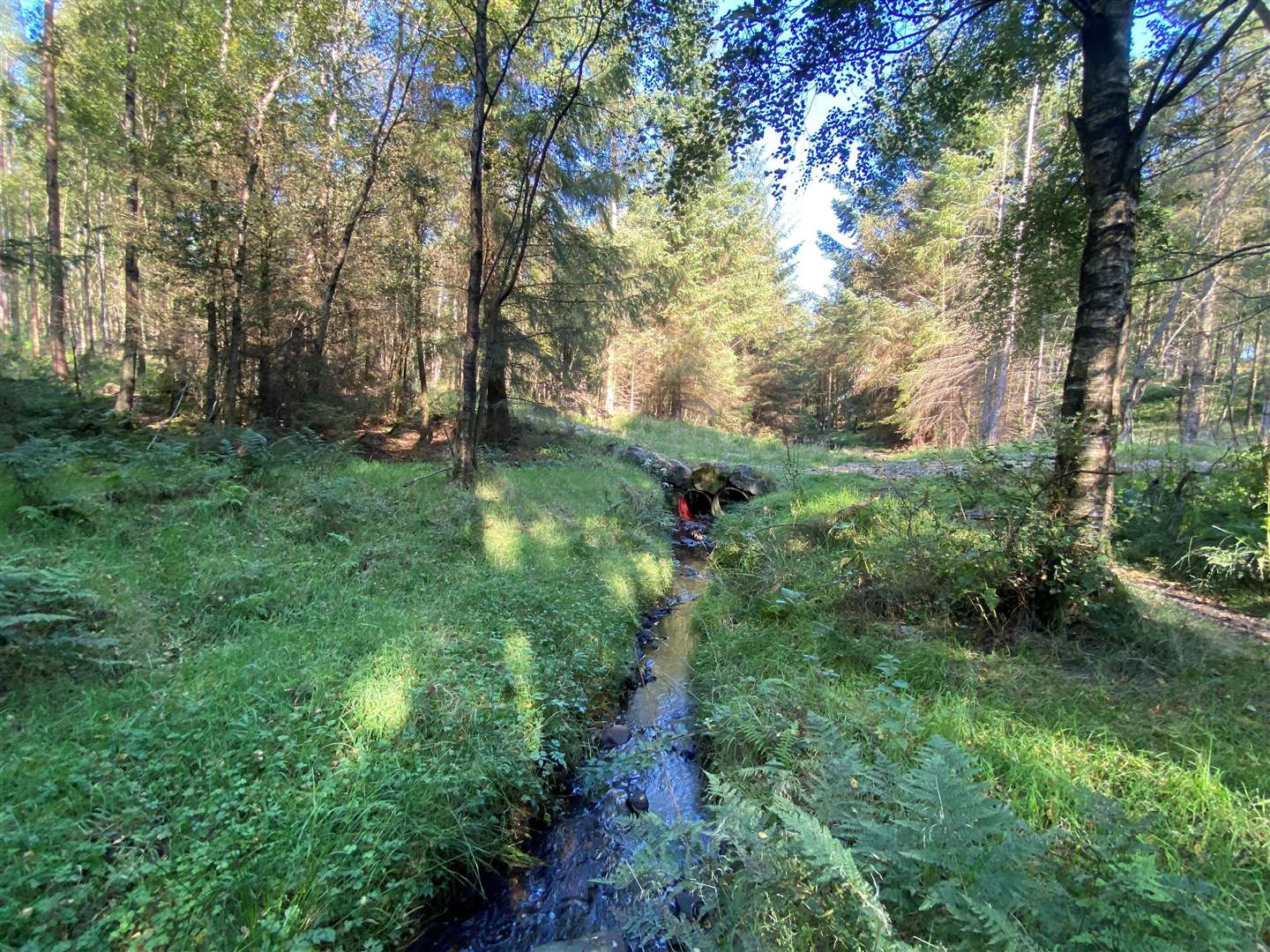 Yorkshire Water will release more than 100 water voles into the Timble Ings Woods site it owns and manages (Yorkshire Water/PA)