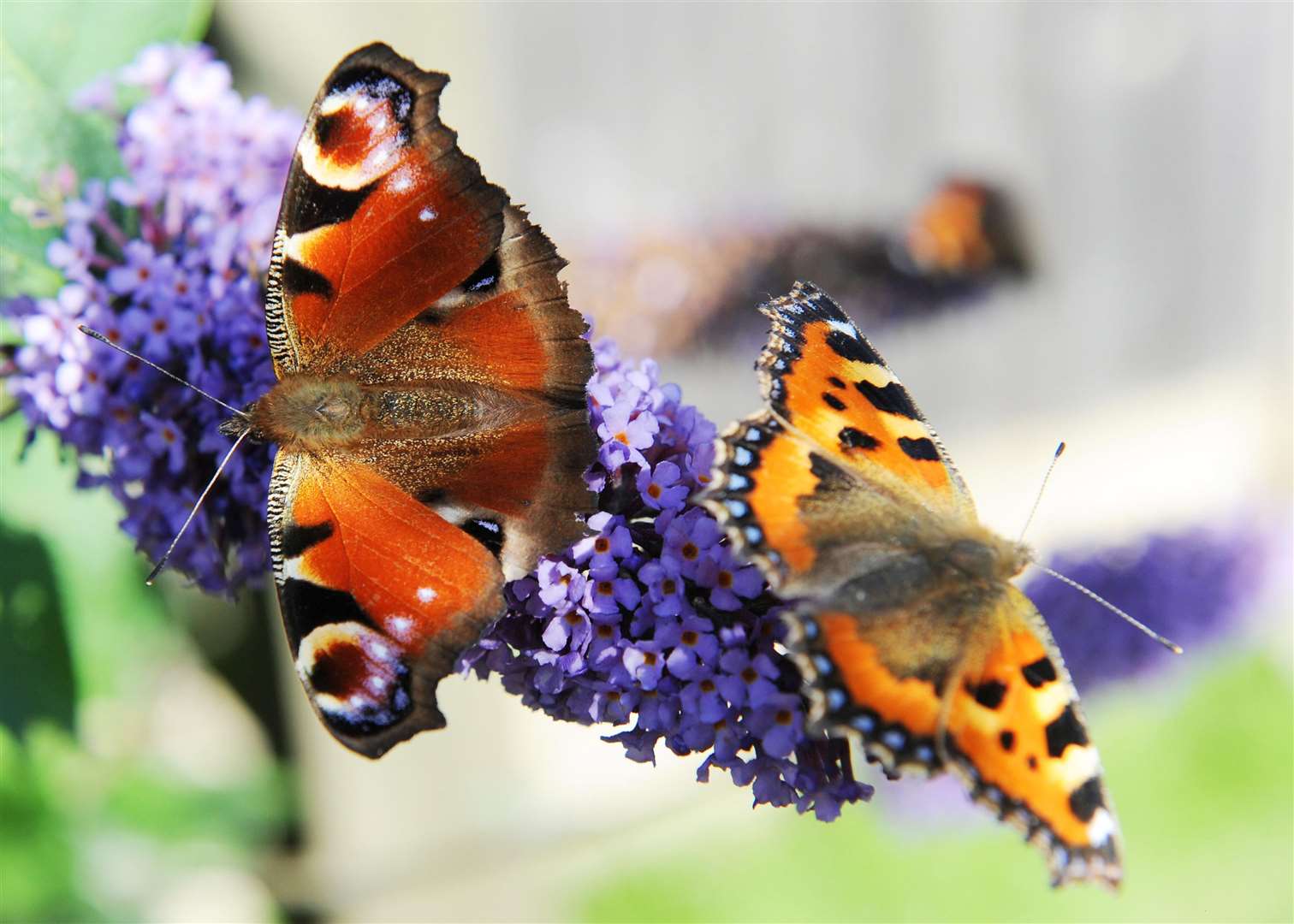 A peacock butterfly, left, and a small tortoiseshell butterfly enjoy a spell of mild autumn weather (Owen Humphreys/PA Wire)