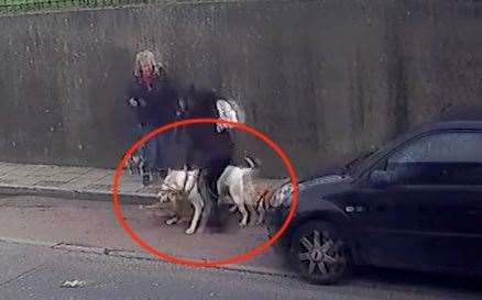A video grab of Wilfie being attacked by another dog in a street in Rochester. Picture: Jam Press