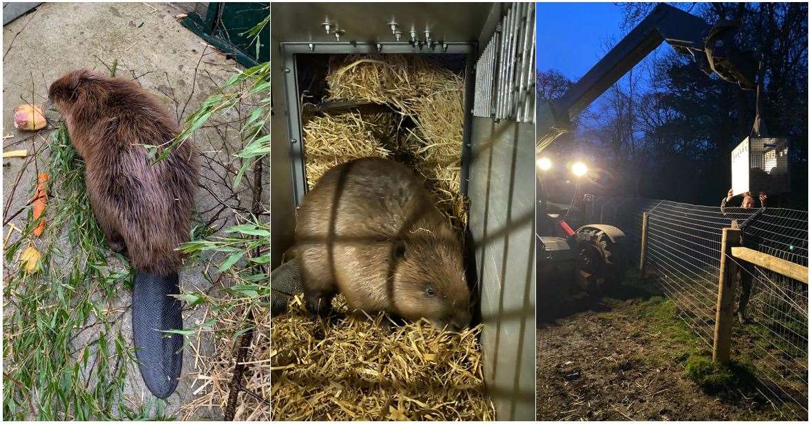 Beavers have been released into an enclosure on the land (Wild Ken Hill/PA)