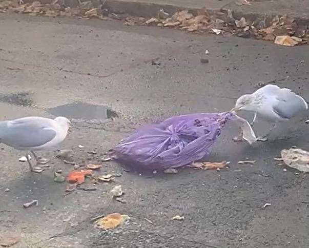 Seagulls tearing into a purple bin bag in Victoria Street. Picture: Derek Drennan