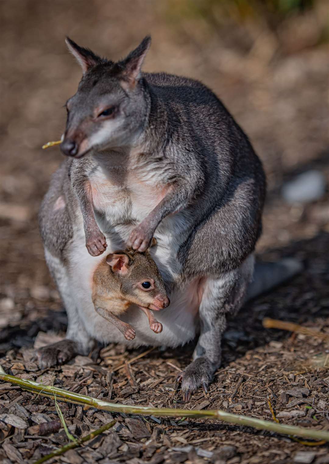 A dusky pademelon joey peeks out of its mother’s pouch for the first time (Chester Zoo/PA)