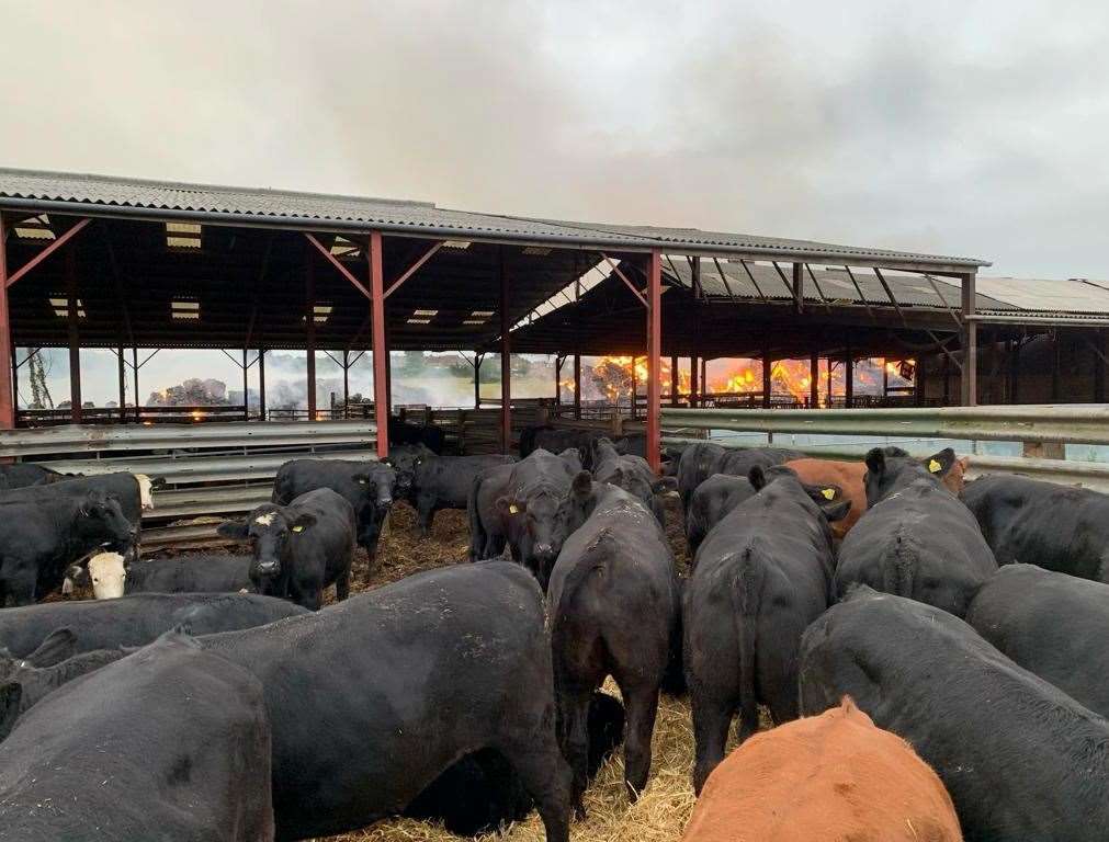 The cows were taken to safety after the blaze broke out. Picture: KFRS