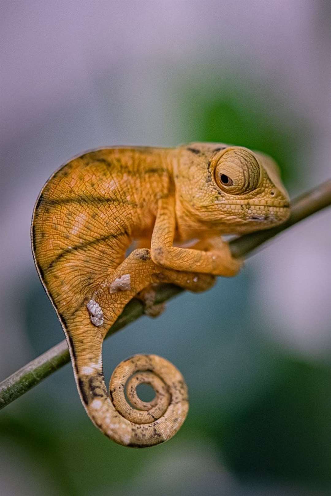 Chester Zoo celebrates ‘first breeding’ of rare chameleon in the UK