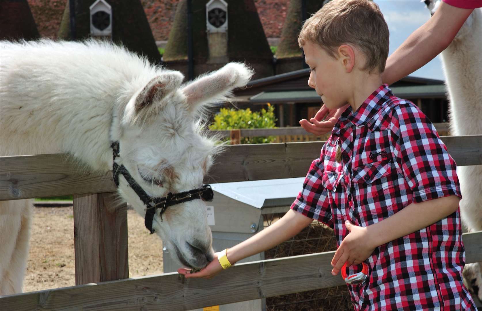 Meet the animals at the Hop Farm Family Park