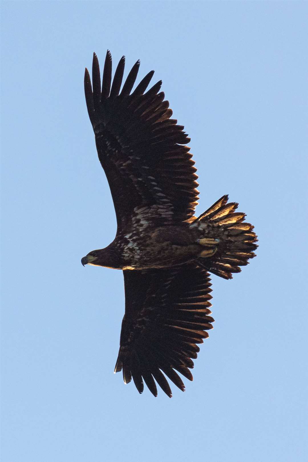 White-tailed eagles are known as ‘flying barndoors’ because of their size (Ainsley Bennett/PA)