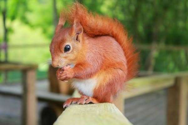 The behaviour of the trust's red squirrels has changed due to the lack of visitors. Picture: Wildwood Trust
