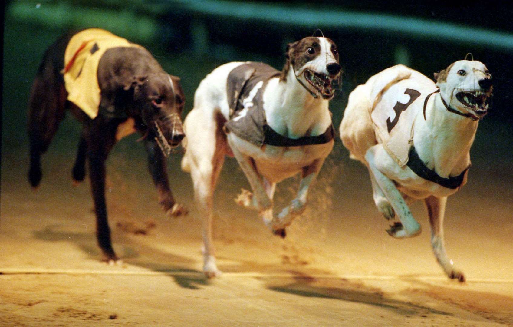 Entain UK and Ladbrokes reveal intentions to close dog racing track ...