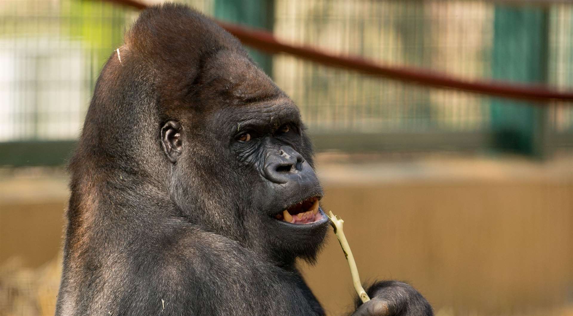 The prize also includes a Gorilla Encounter led by one of the park’s keepers. Picture: Howletts