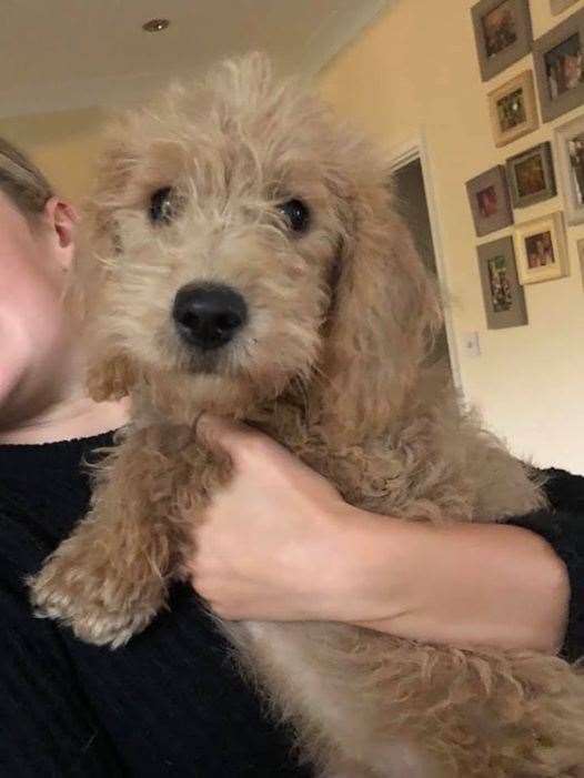 Oaty the labradoodle has been reunited with her owner. Picture: Sally Tether