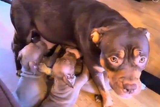 One Canterbury woman was left with a dilemma after her XL Bully Brandy gave birth to a surprise litter of puppies