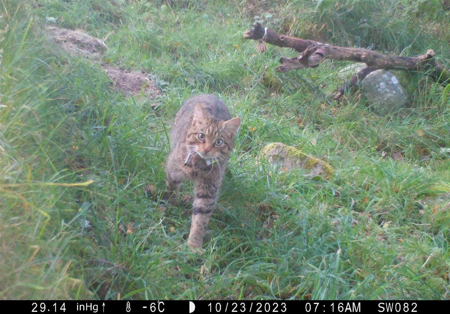 The wildcats were released in the Cairngorms National Park (Saving Wildcats/PA)