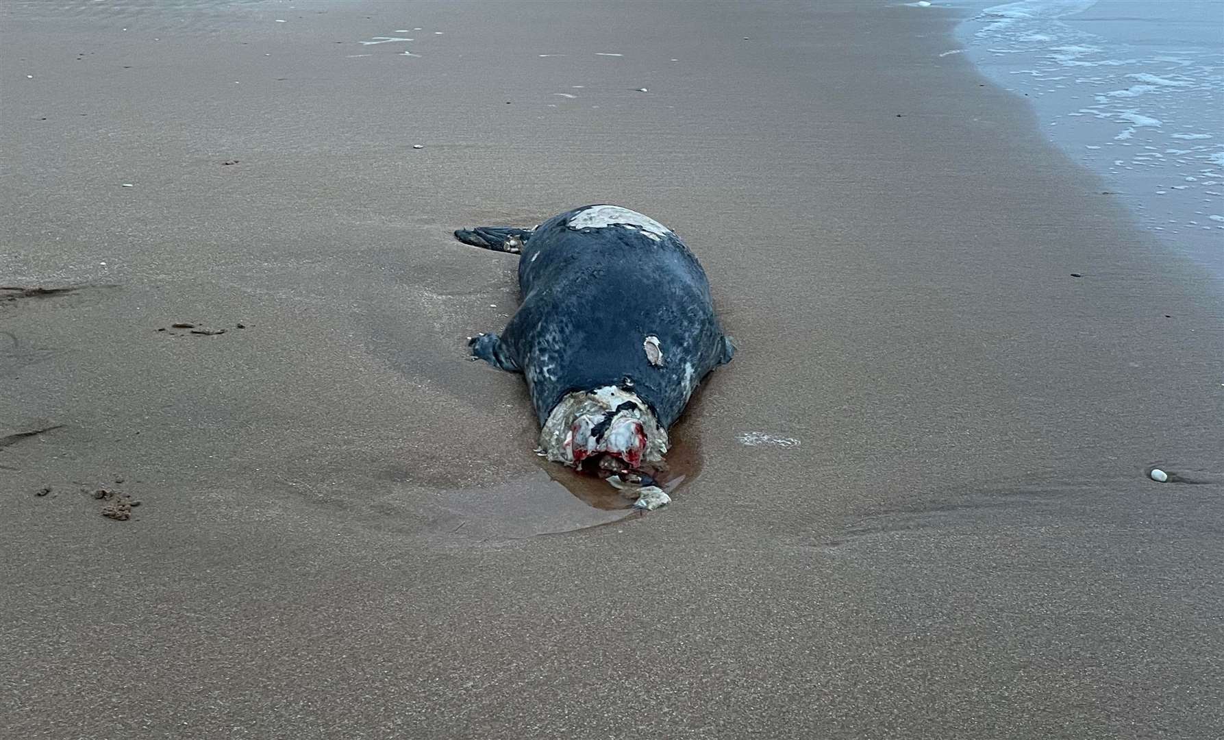 Headless seal washes up on Ramsgate beach