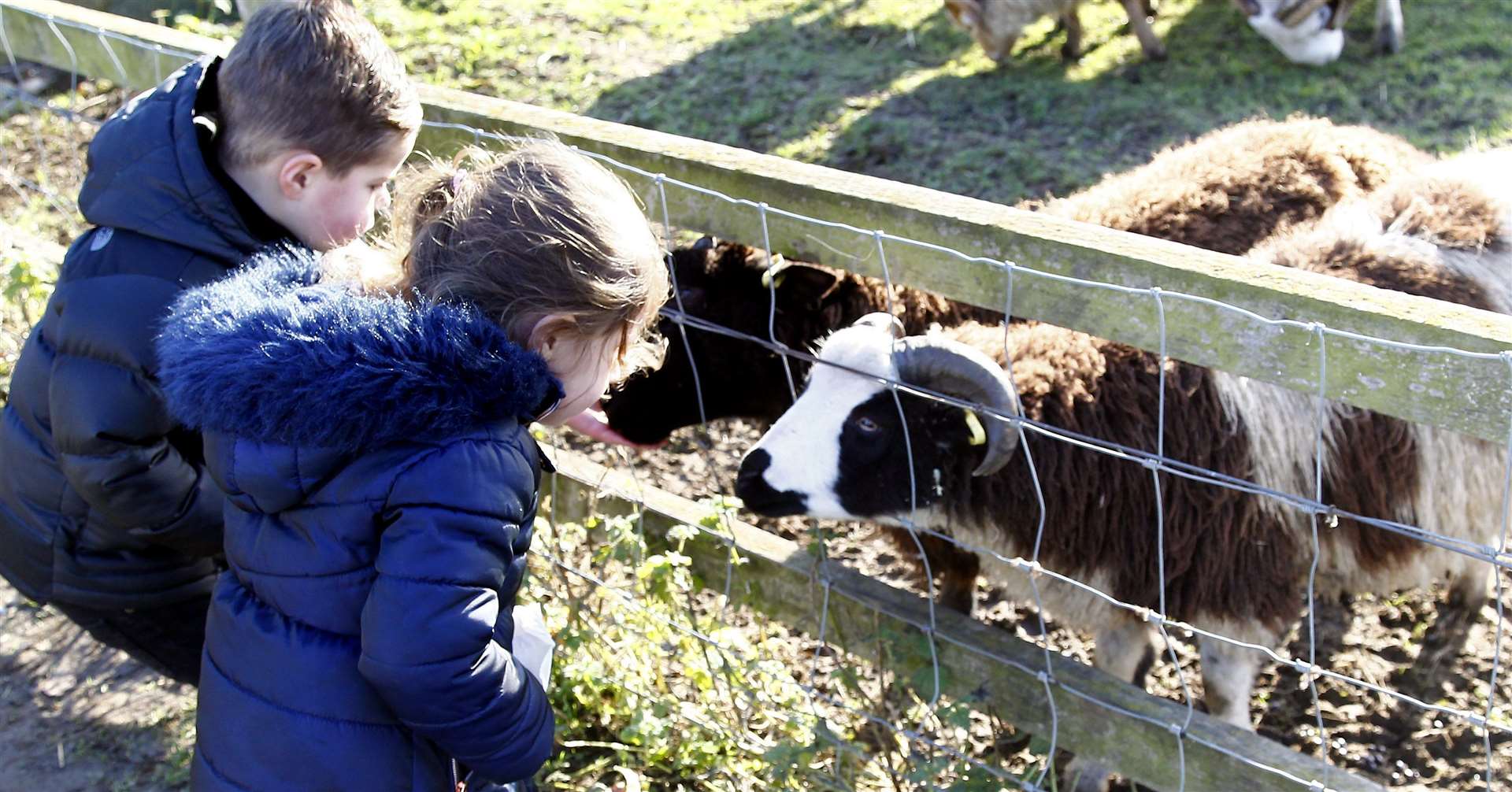 See the other animals at Kent Life Picture: Sean Aidan