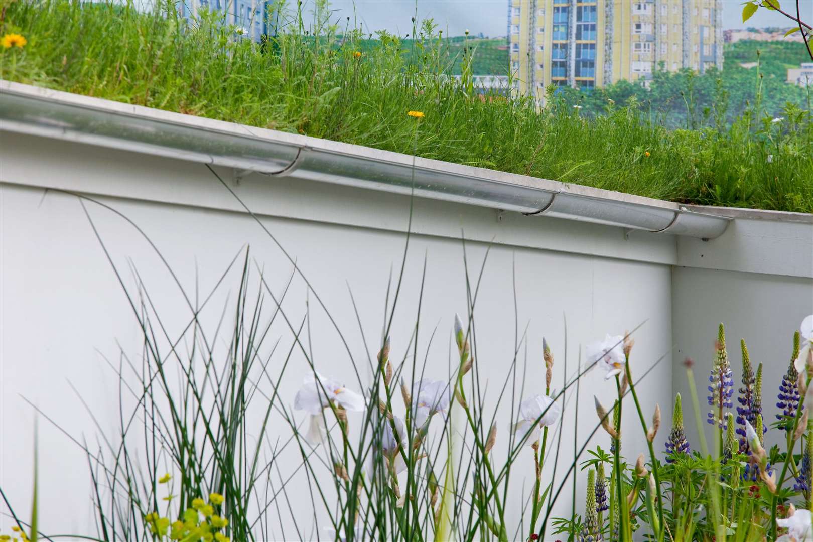 Green roofs can catch rainwater and cool buildings (Neil Hepworth/RHS/PA)