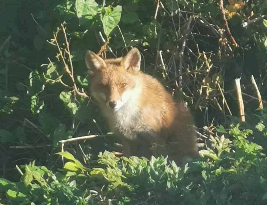 The cunning Dover fox, pictured in the family's garden. Picture: Limara Slade