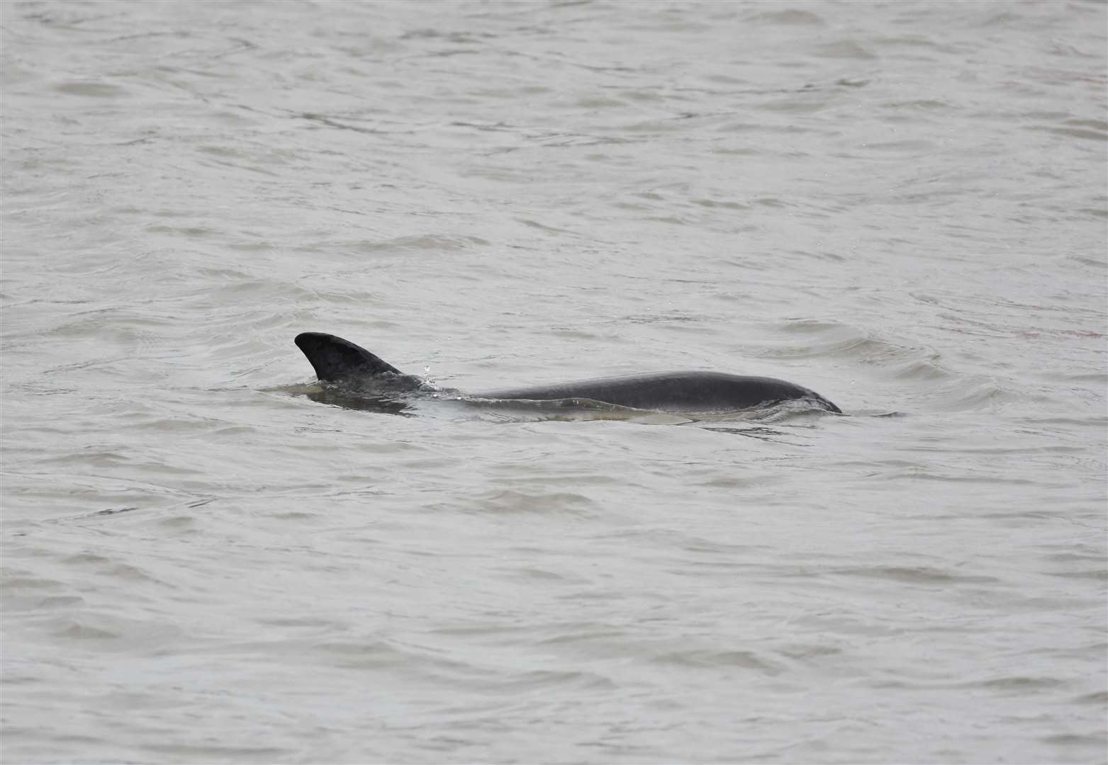 They were spotted swimming near Gravesend Town Pier. Picture: Jason Arthur