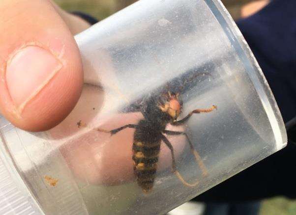 Asian Hornet caught in Romney Marsh - Owen Leyshon (4852144)