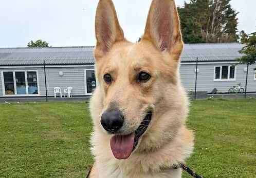 Milo the German Shepherd. Picture: Last Chance Animal Rescue