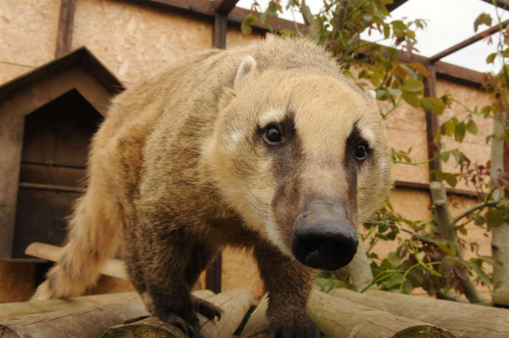 Basil the Coati at Fenn Bell Zoo. Picture: Steve Crispe