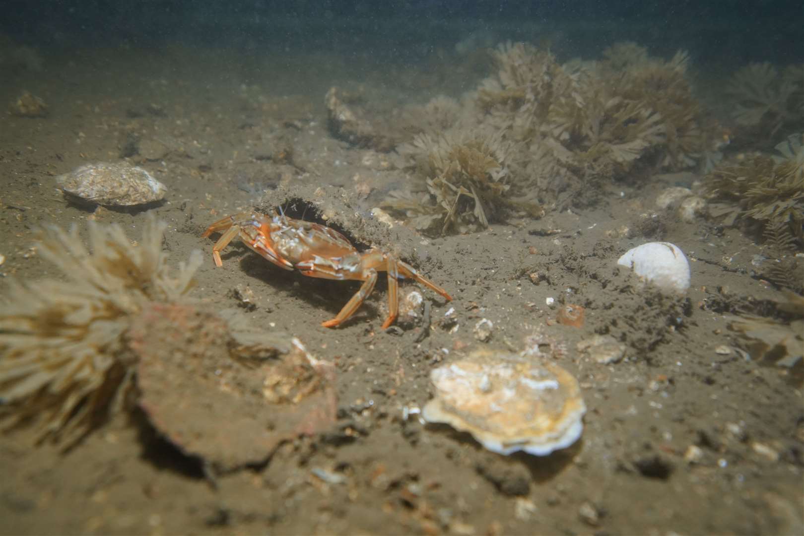 The oysters were reintroduced last year (Heriot Watt Dive Team/PA)