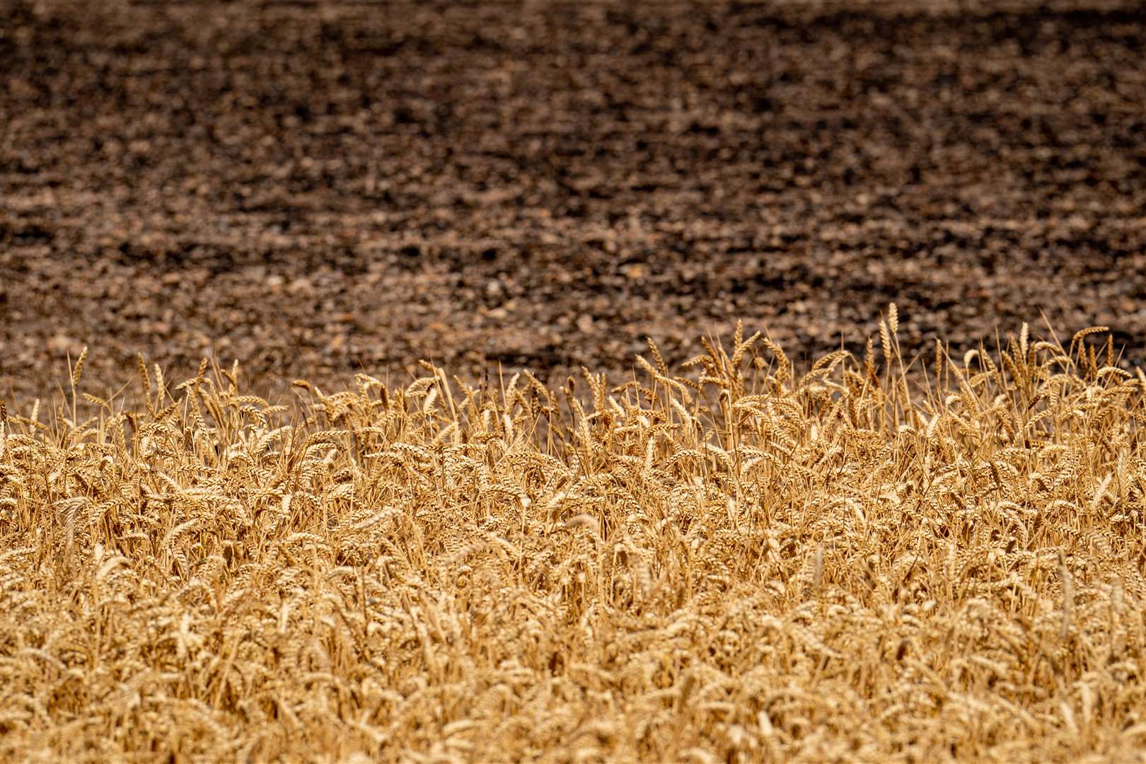 Fire damaged cornfields after the blaze on July 19 (Dominic Lipinski/PA)