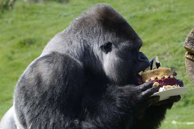 Ambam tucks into his birthday cake