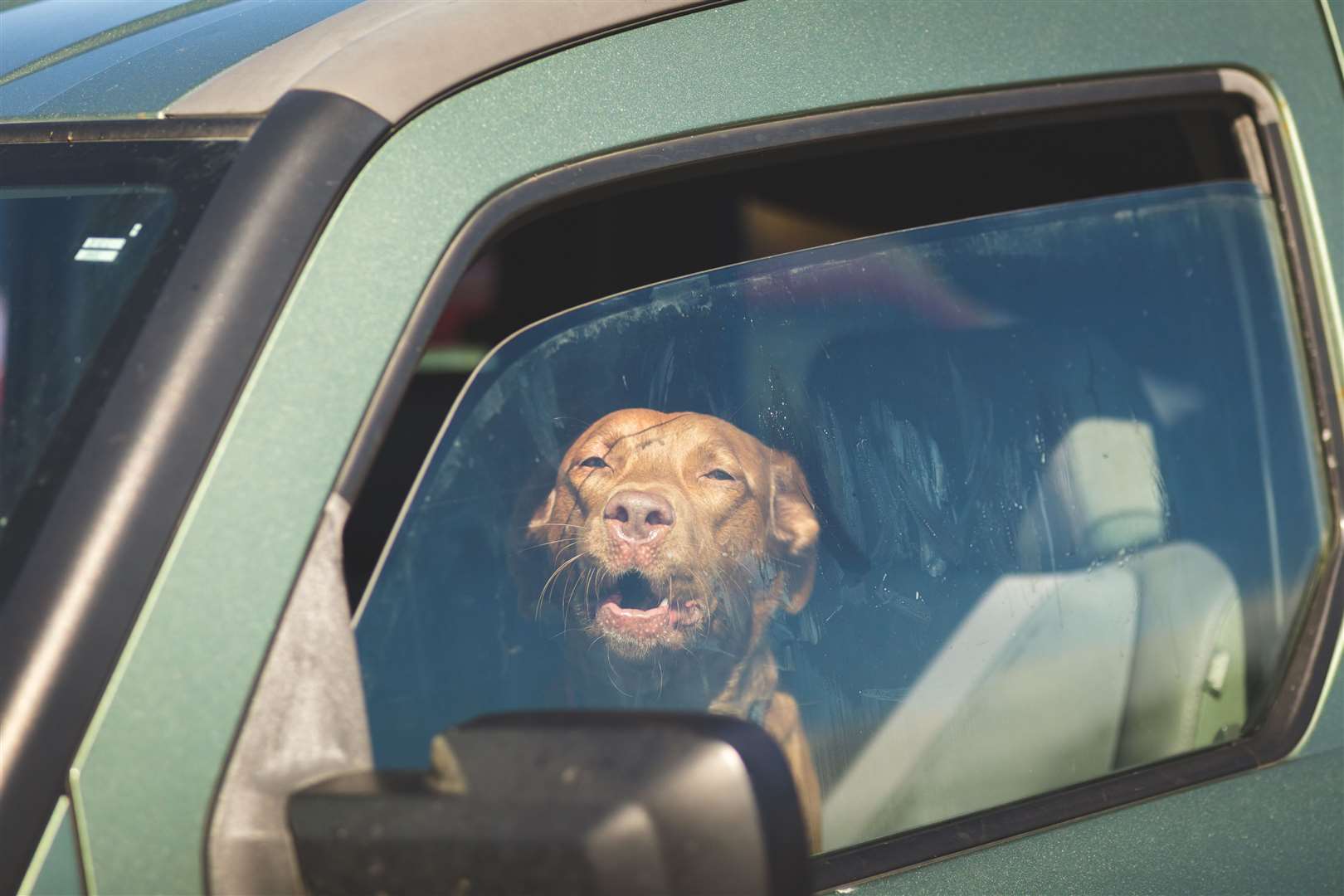 If you've opened a window for your pet when travelling ensure the space doesn't allow them to squeeze their head through