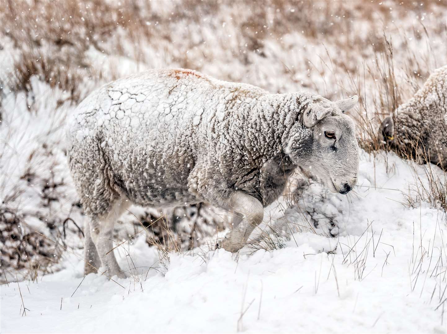 A sheep in snowy conditions near the village of Goathland in the North Yorkshire Moors National Park (Danny Lawson/PA)