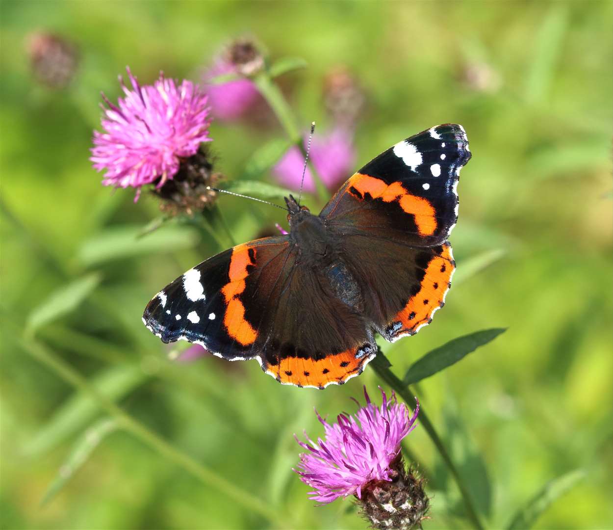 The Big Butterfly Count helps experts monitor the health of the environment (Mark Searle/Butterfly Conservation/PA)