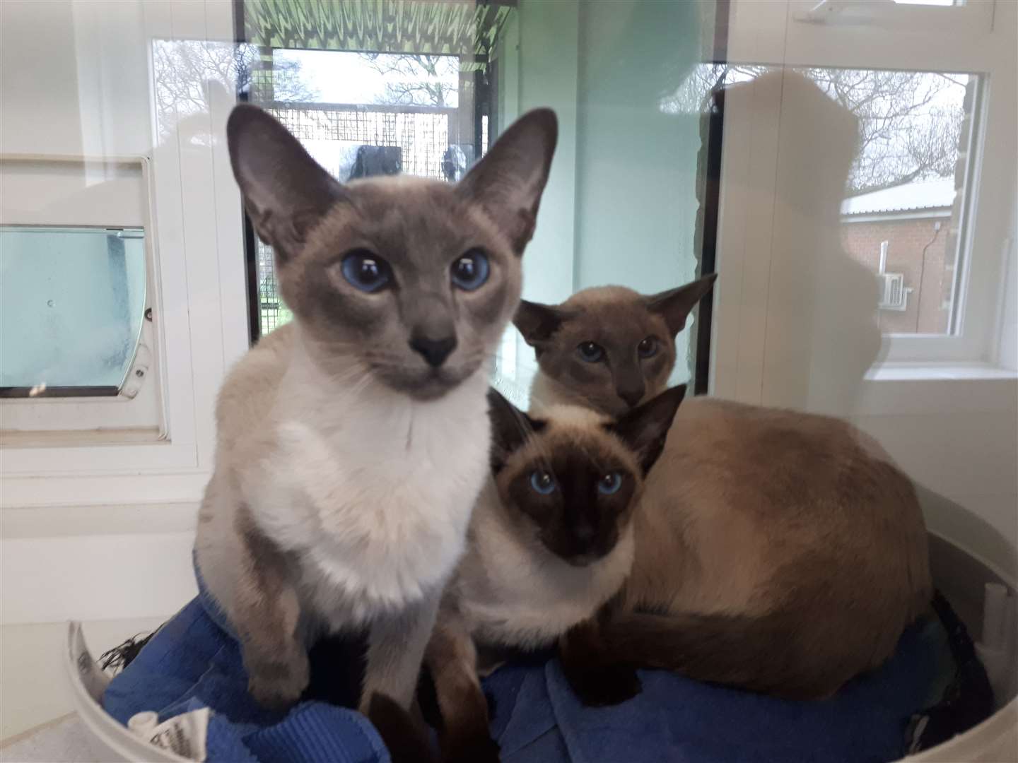 Siamese cats for store rehoming