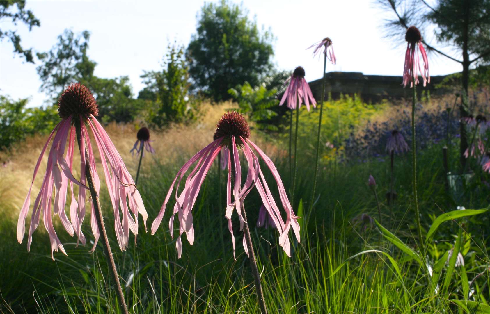 The gardens at Hever provide colour and interest all year round - whatever the weather