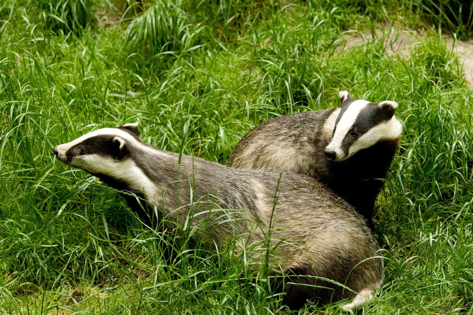 Plans have been revealed to create a new badger sett on the land at Princes Parade