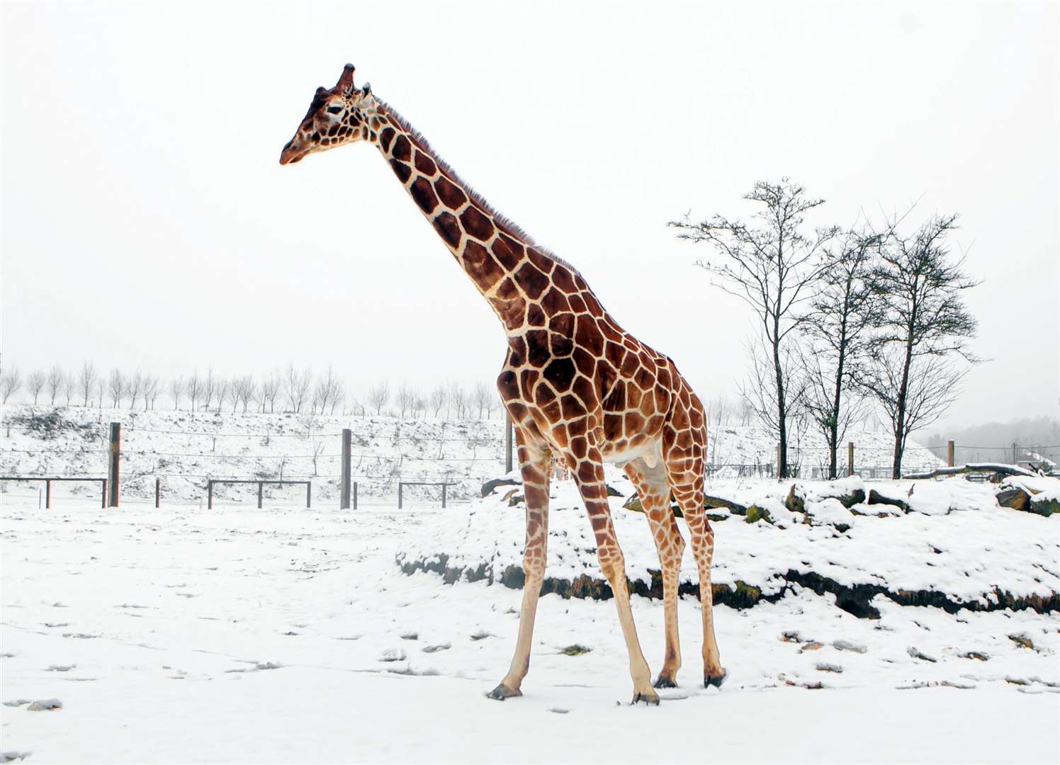 A giraffe takes a look at the snow at the wildlife park (Danny Lawson/PA)