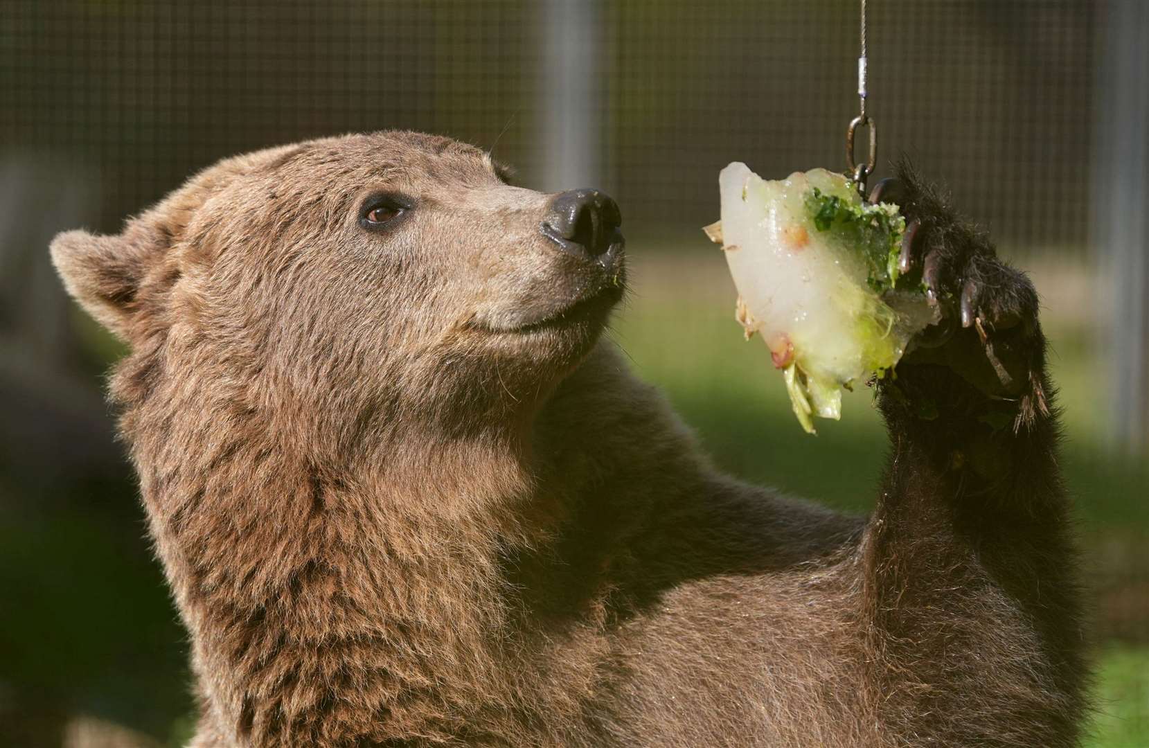 Boki was first adopted by the Wildwood Trust as a 10-month old bear cub