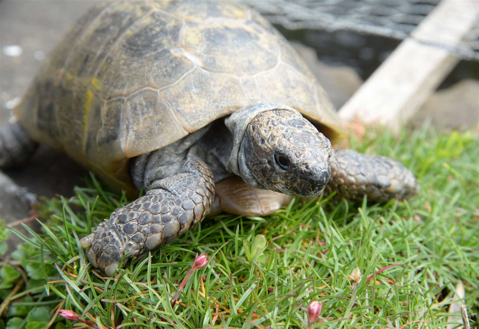 Tortoise is the last surviving animal from Tyrwhitt Drake's Maidstone Zoo